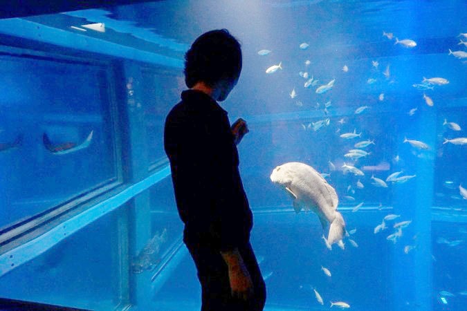 海遊館＂大阪にある世界レベルの水族館＂の見どころ１９選！ ｜ 大阪ルッチ