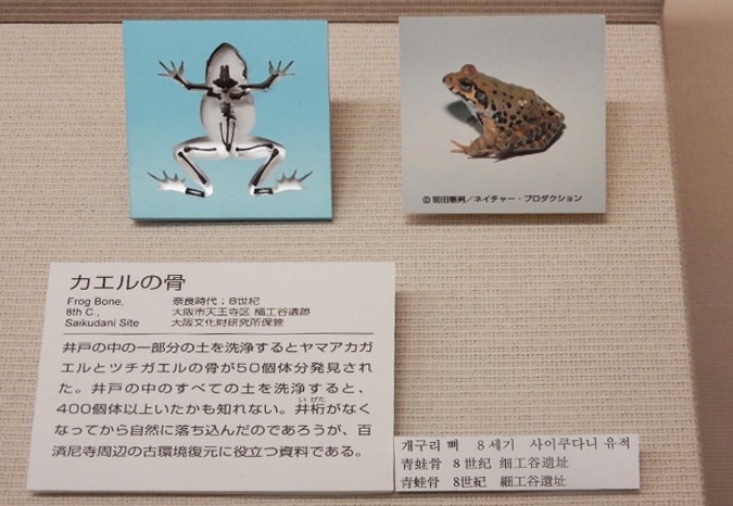 大阪歴史博物館 (41)