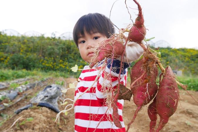 【和泉市】いずみふれあい農の里で年中楽しめる収穫体験をレポ！