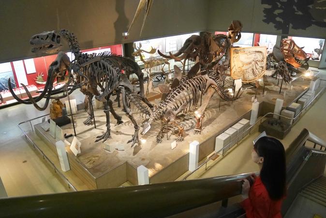 【現地取材】 大阪おすすめ博物館12選！恐竜から古墳まで厳選！