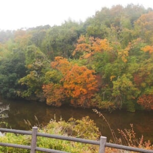 大阪のおすすめ紅葉スポット17選！【見頃＆ライトアップ情報も】